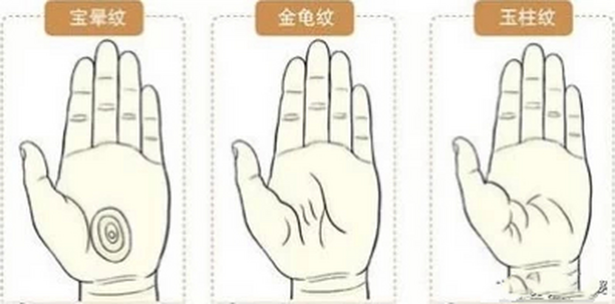 宝晕纹/金龟纹/玉柱纹  手相掌纹图解  宝晕纹  形:掌中的纹理呈圆圈