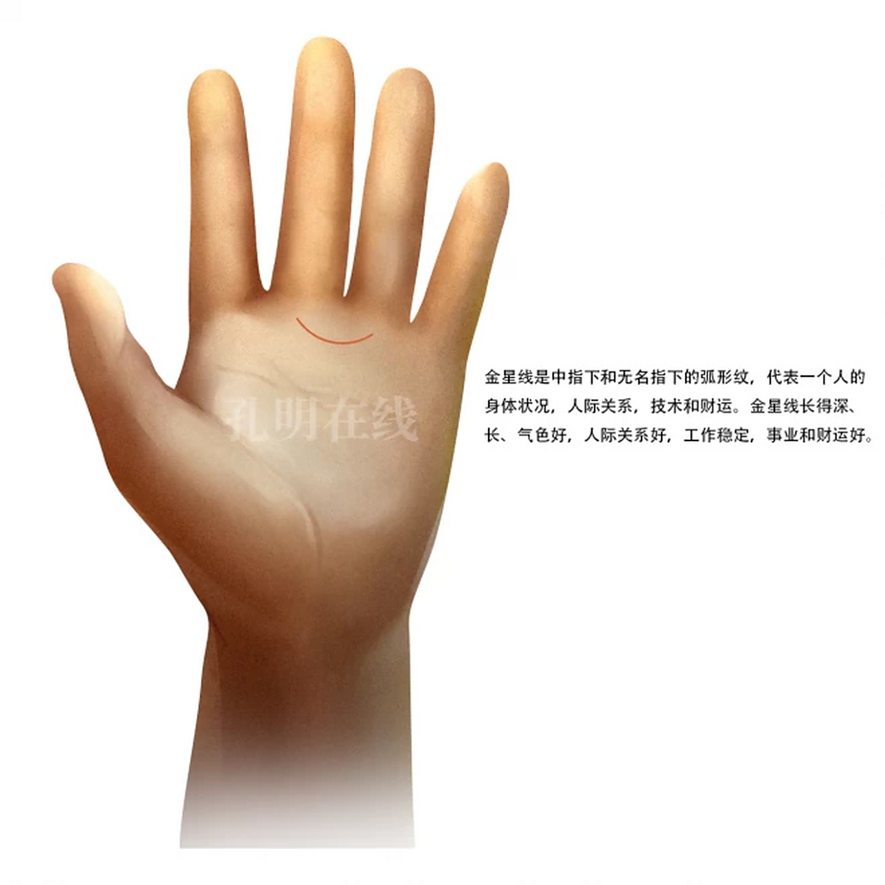 金星线  金星线起于食指和中指之间,终止于无名指和尾指,呈现出半圆环
