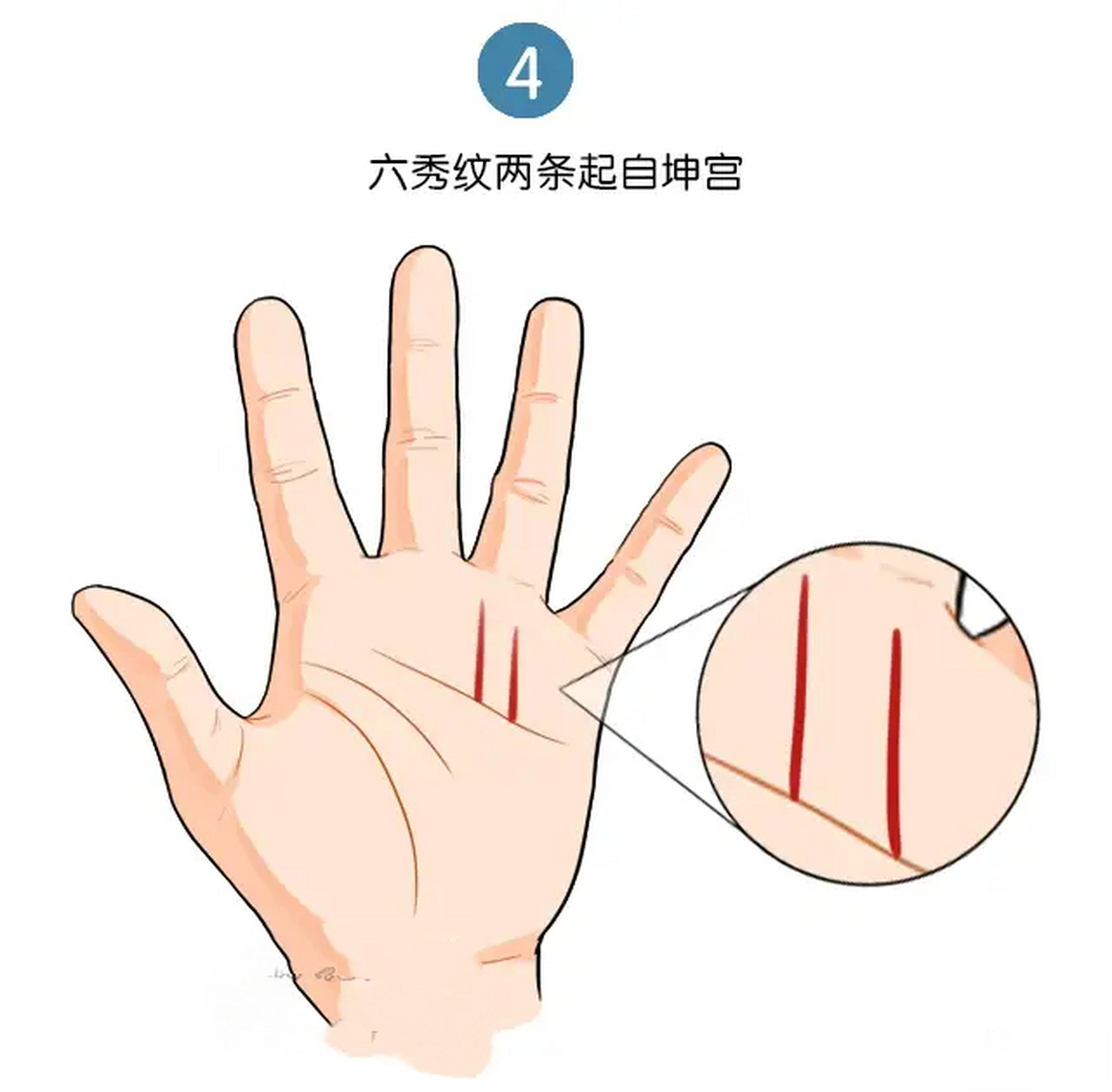 六秀纹短短两条,在坤宮之内,这种手纹被称为"财运线".