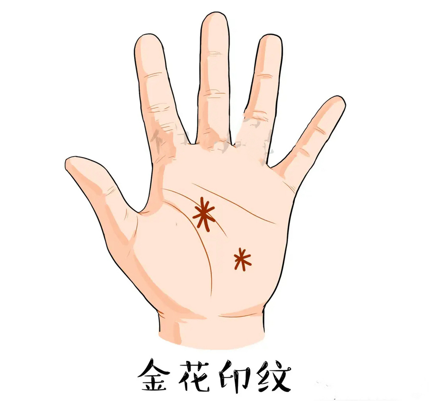 金花印纹  手掌的纹路好像花朵,这样的金花印越多,代表一个人在事业