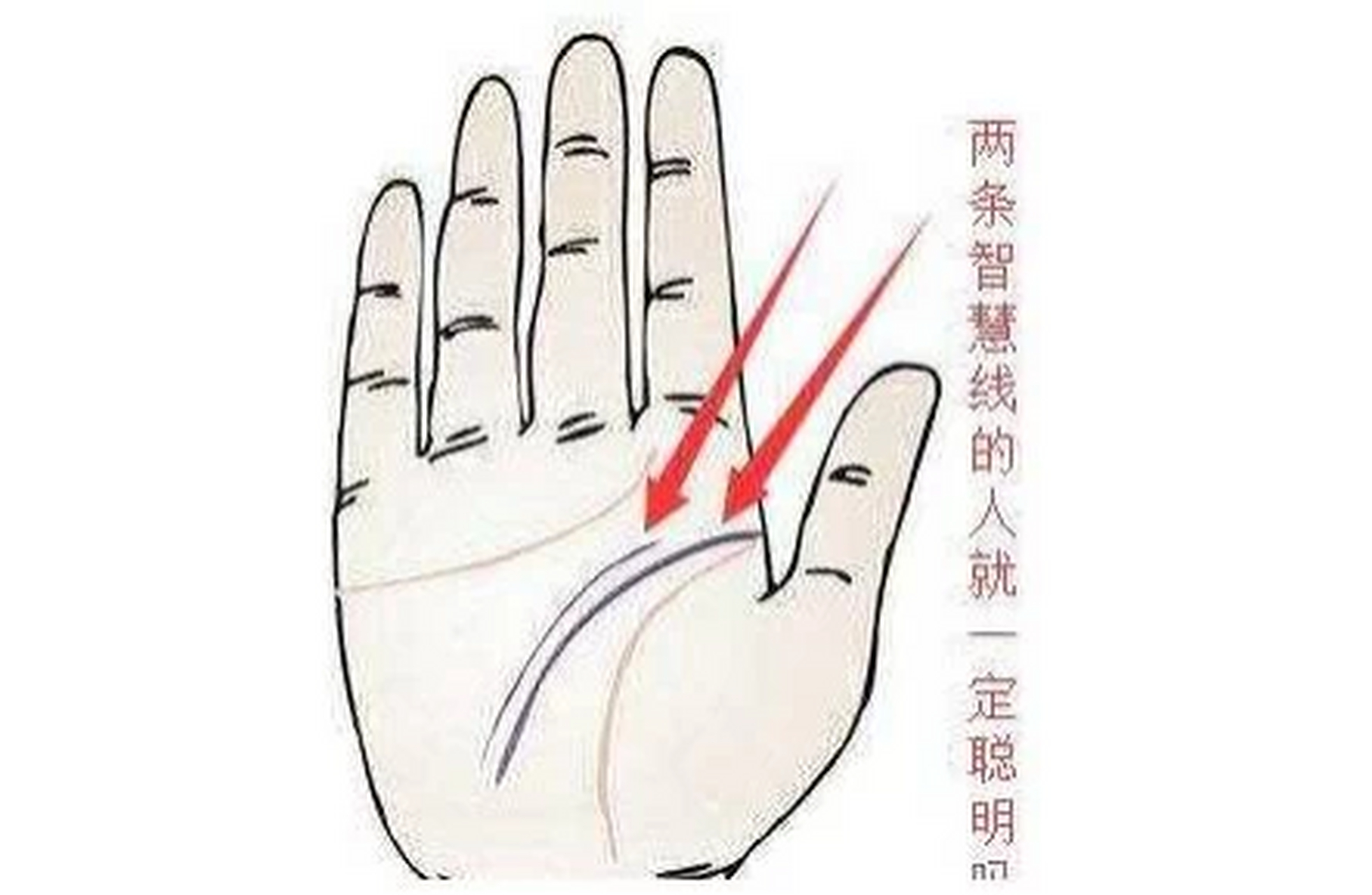 有两条智慧线 或者说手掌中的智慧线分成了两条,平行存在于手掌的正
