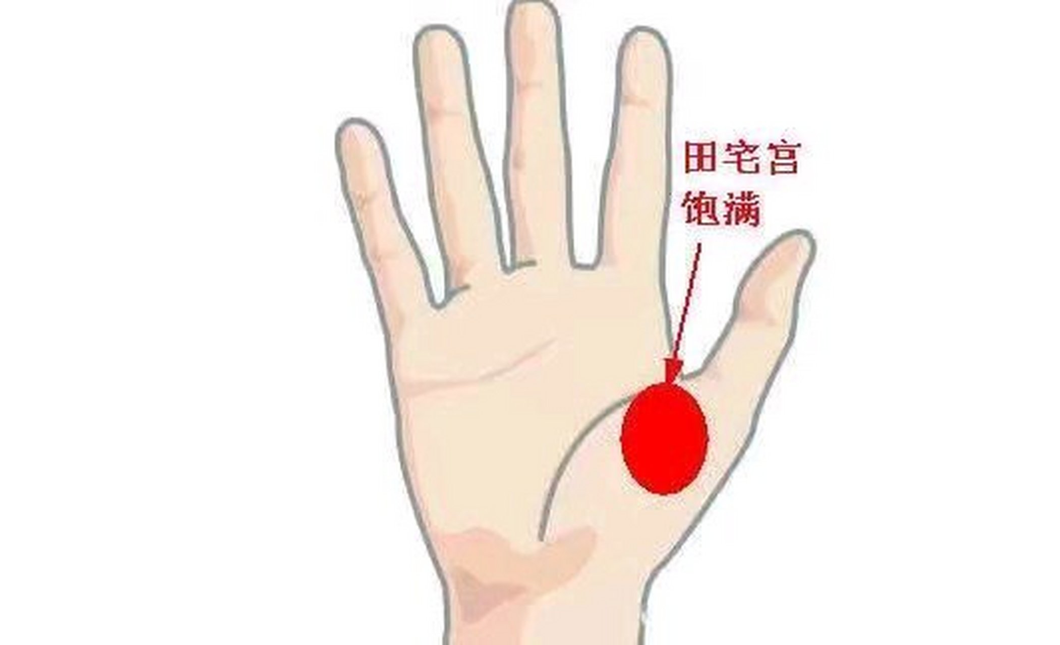 田宅宫饱满  在手相中,所谓的田宅宫就是指在大拇指下方隆起的地方,又