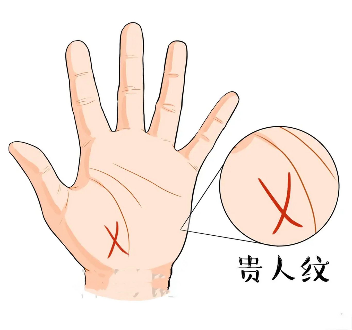 如果贵人纹呈现交叉状,我们在相学上称之为玉带马,男子能事业有成,越