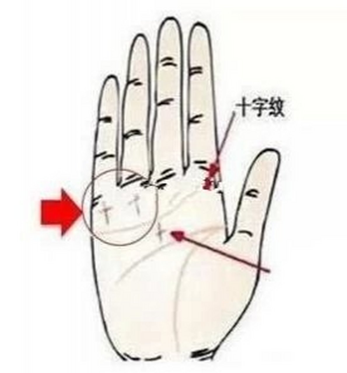 在小指根部的水星丘与无名指根部的太阳丘之间如出现十字纹,表示易有