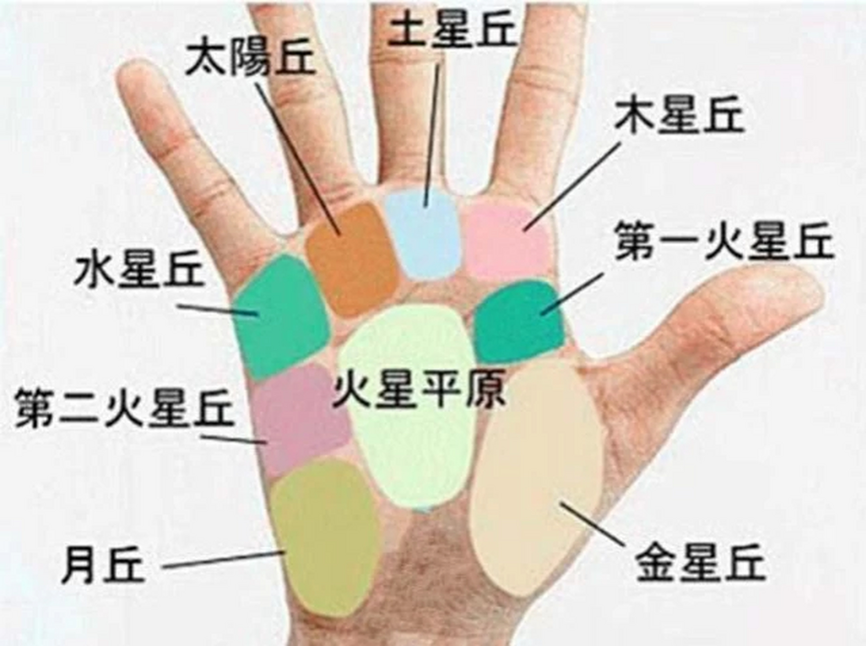 手中水星丘和太阳丘饱满  位于小拇指下方的水星丘以及无名指下方的