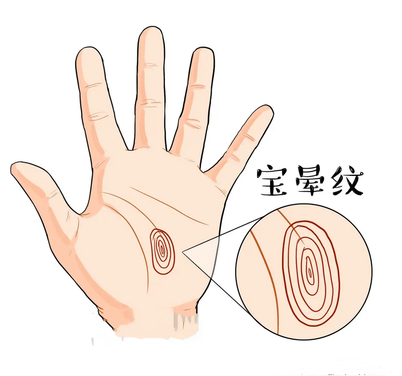 宝晕纹  手掌掌纹的纹理像圆圈,一圈套一圈,就想月晕一样,我们称之为