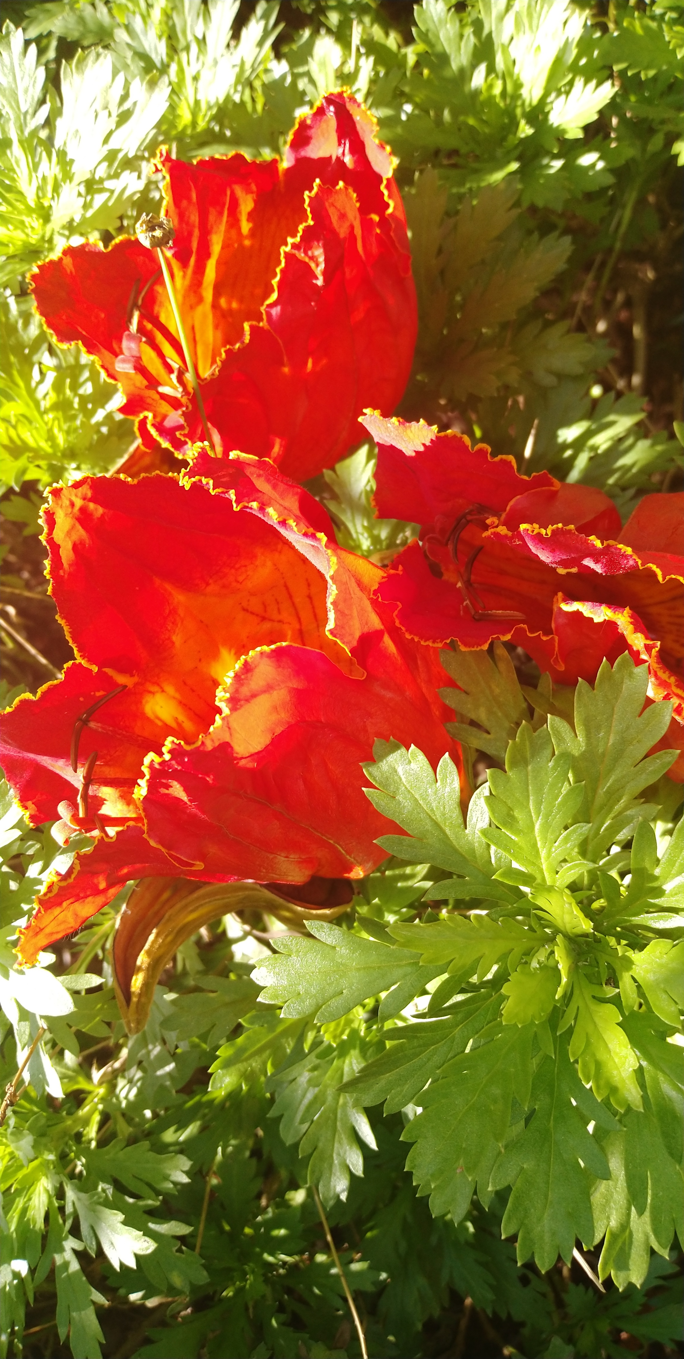初冬了,有的树枝头上族族红花处处红正盛开着,有的如红色花雨般一朵朵