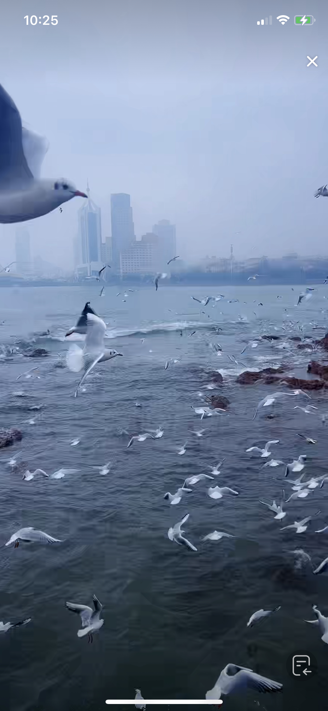 青岛栈桥的海鸥图片