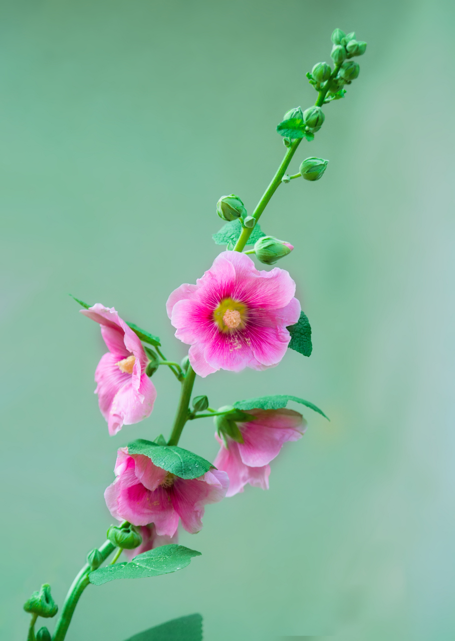 #摄影爱好者联盟# 校园6月花——单瓣蜀葵