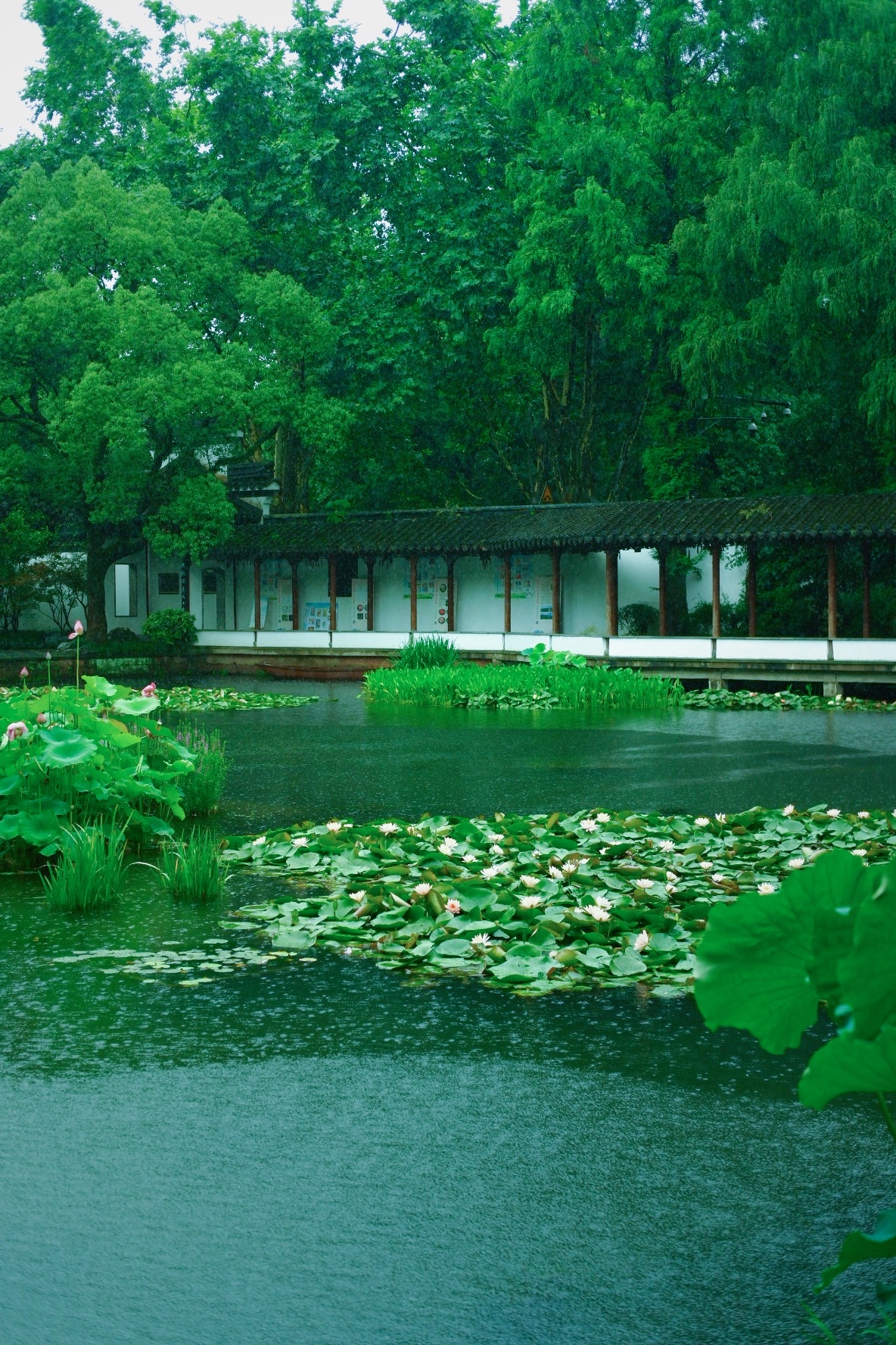 江南夏天的景色图片