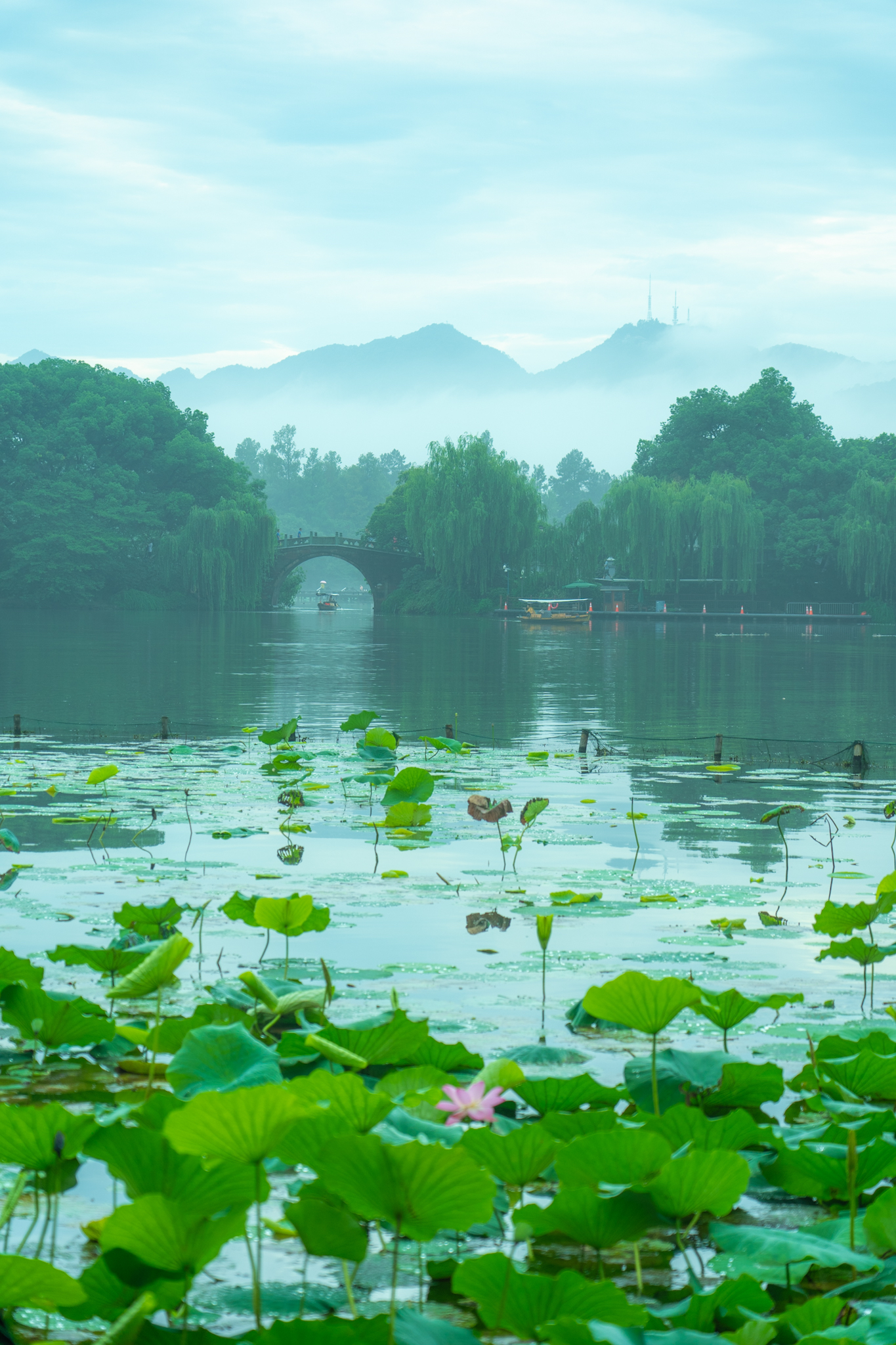 杭州西湖美景荷塘图片