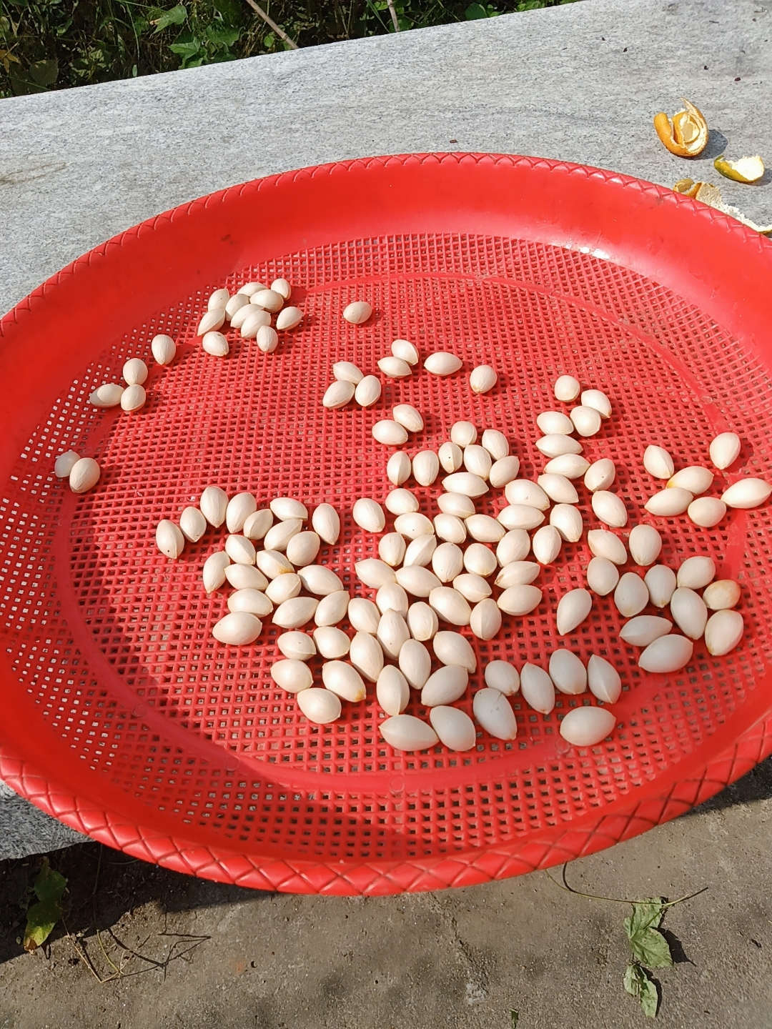 黄昏时分,漫步林间小径,每一步都踏着回忆的声响