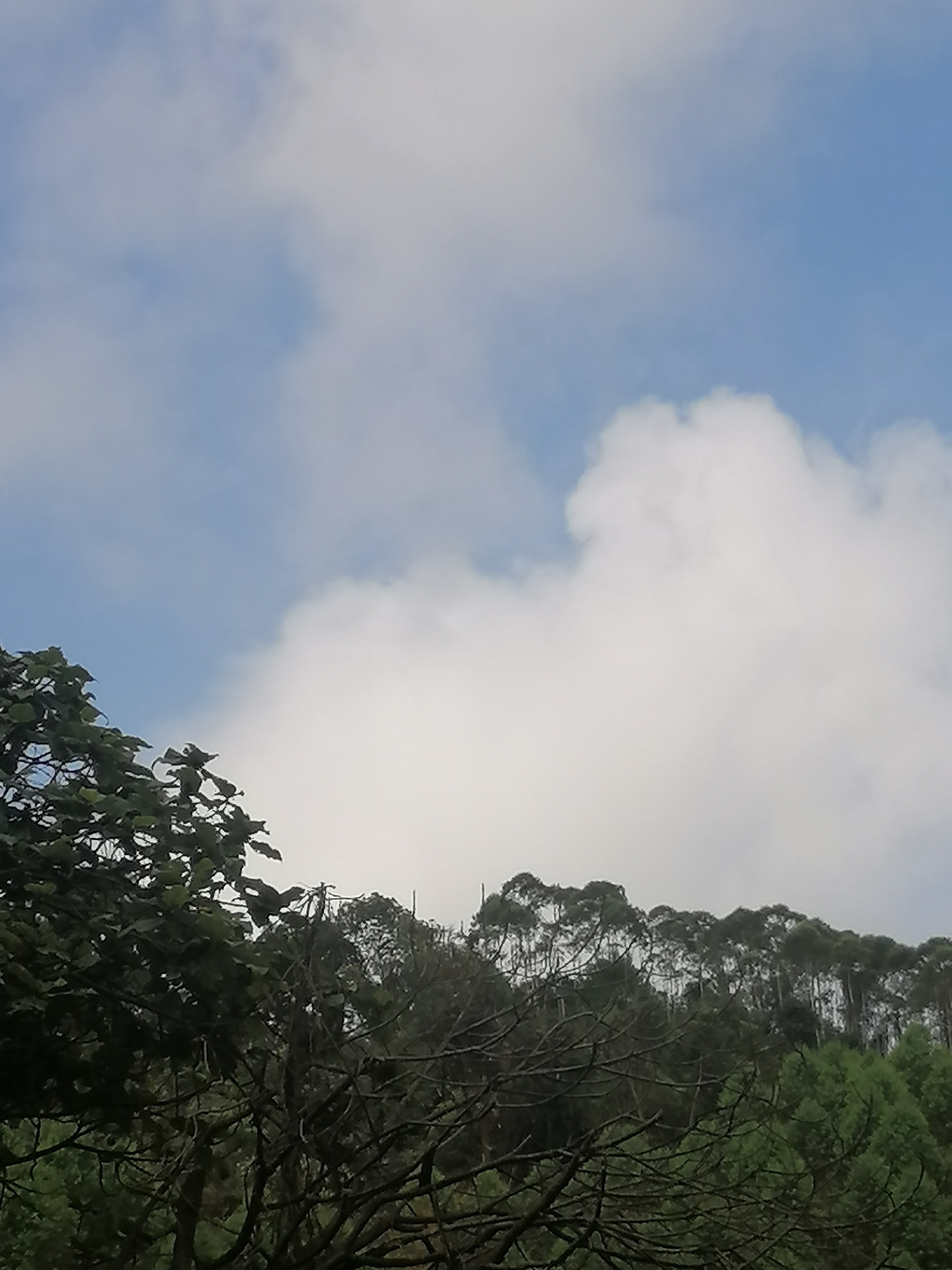 美好的风景   竹林深处