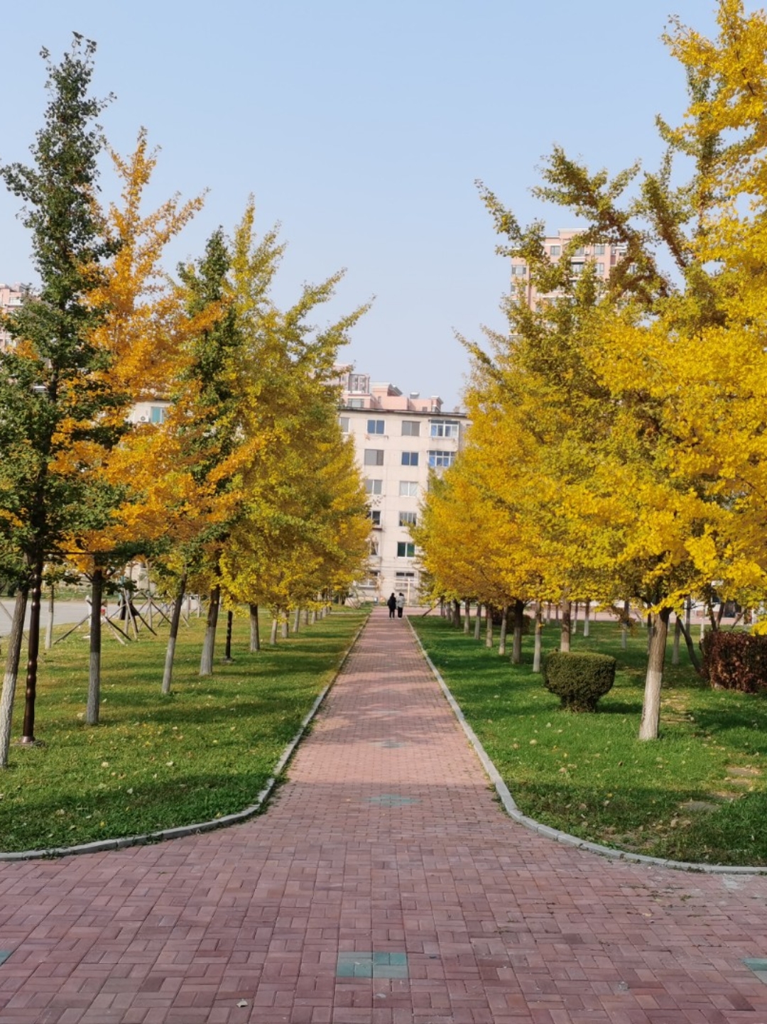 辽宁大学武圣校区校园环境大揭秘  学校的绿化做得很好,主楼前的一块