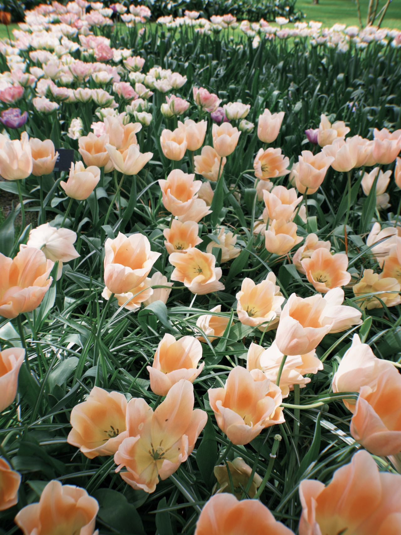 【你们要尝尝主恩的滋味,便知道他是美善;投靠他的人有福了!——诗篇