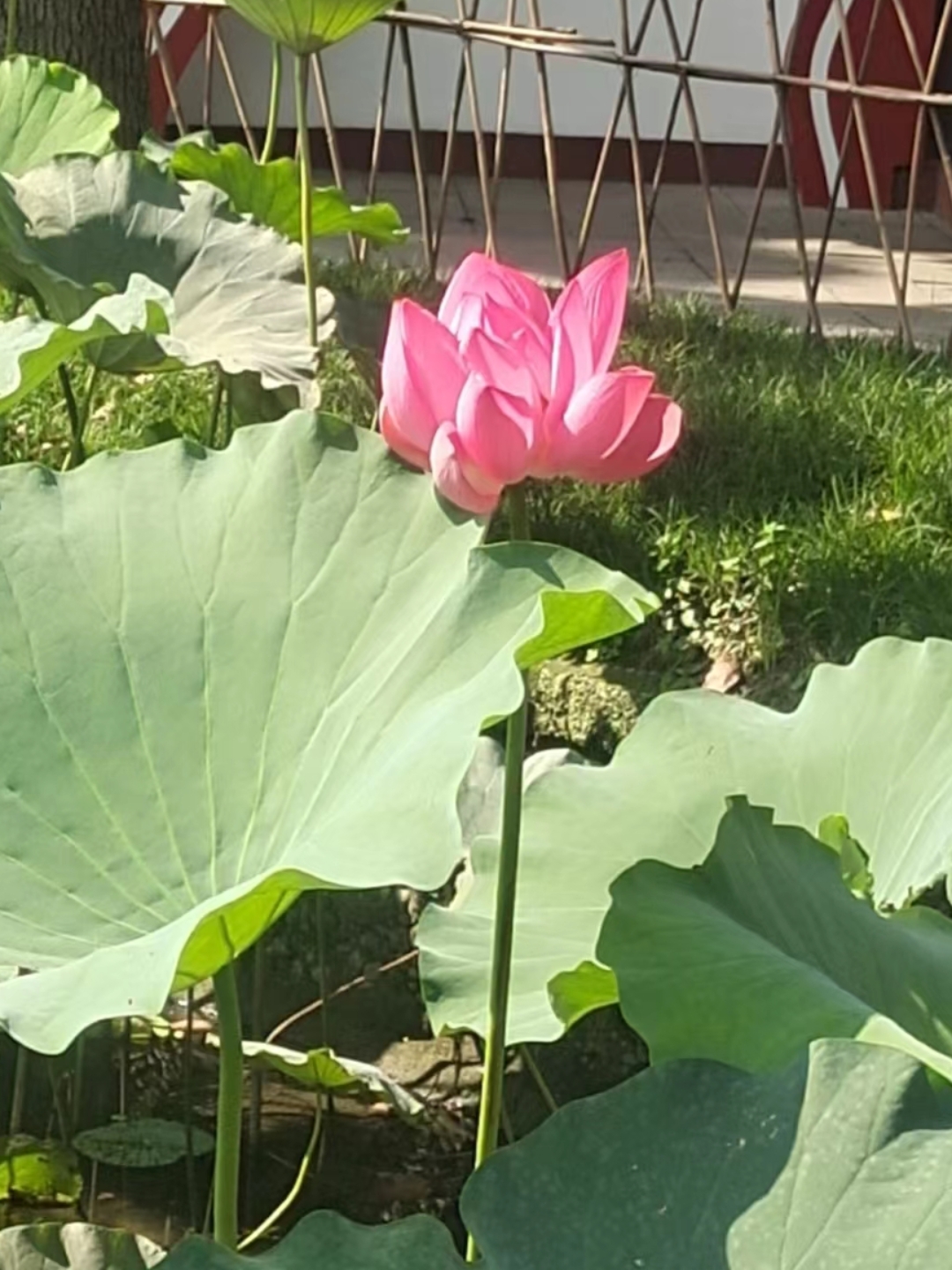 秋天的荷花,别有一番韵味.它们傲立在瑟瑟秋风中,绽放出独特的美丽.