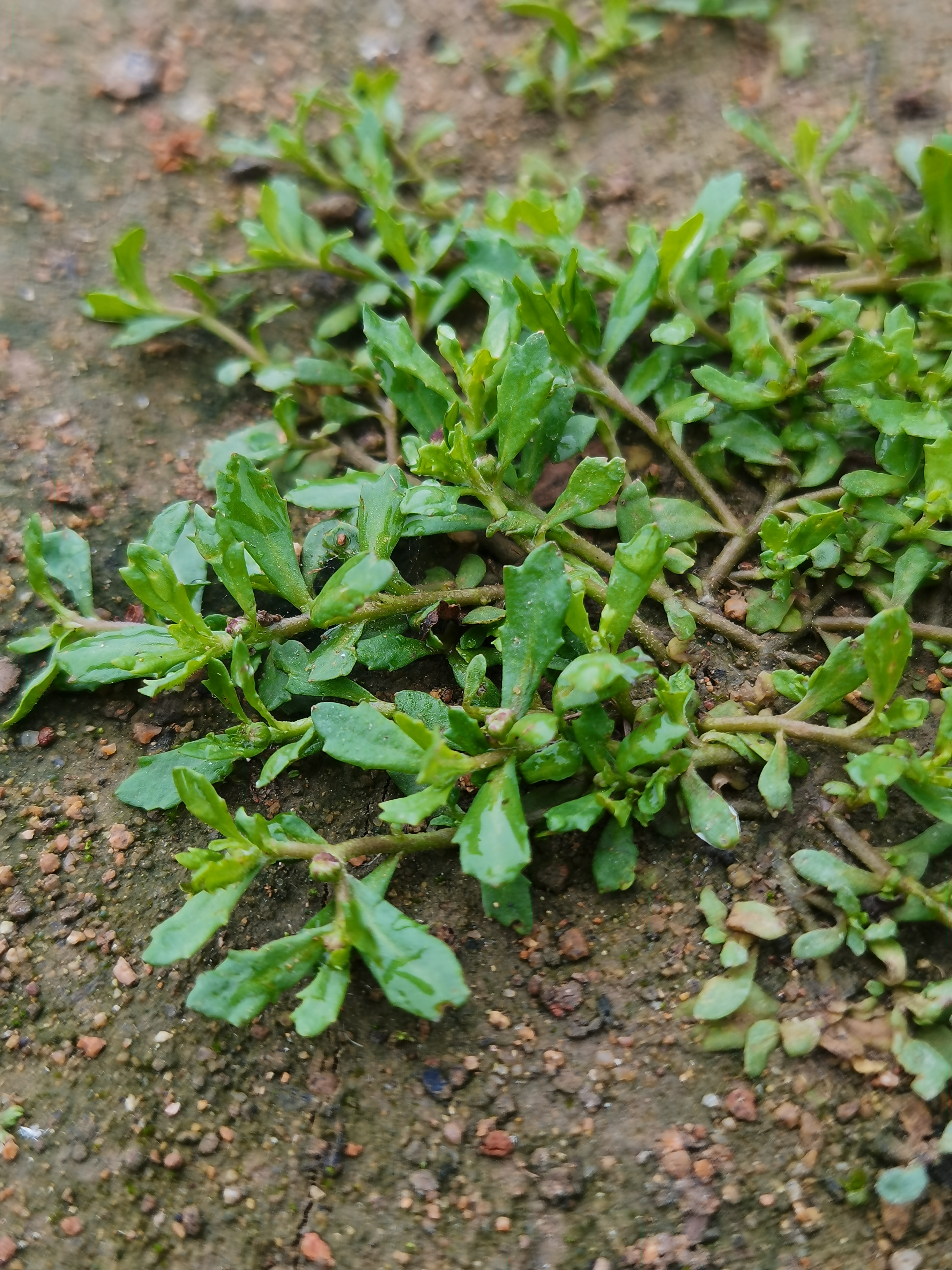 野生鹅不食草图图片