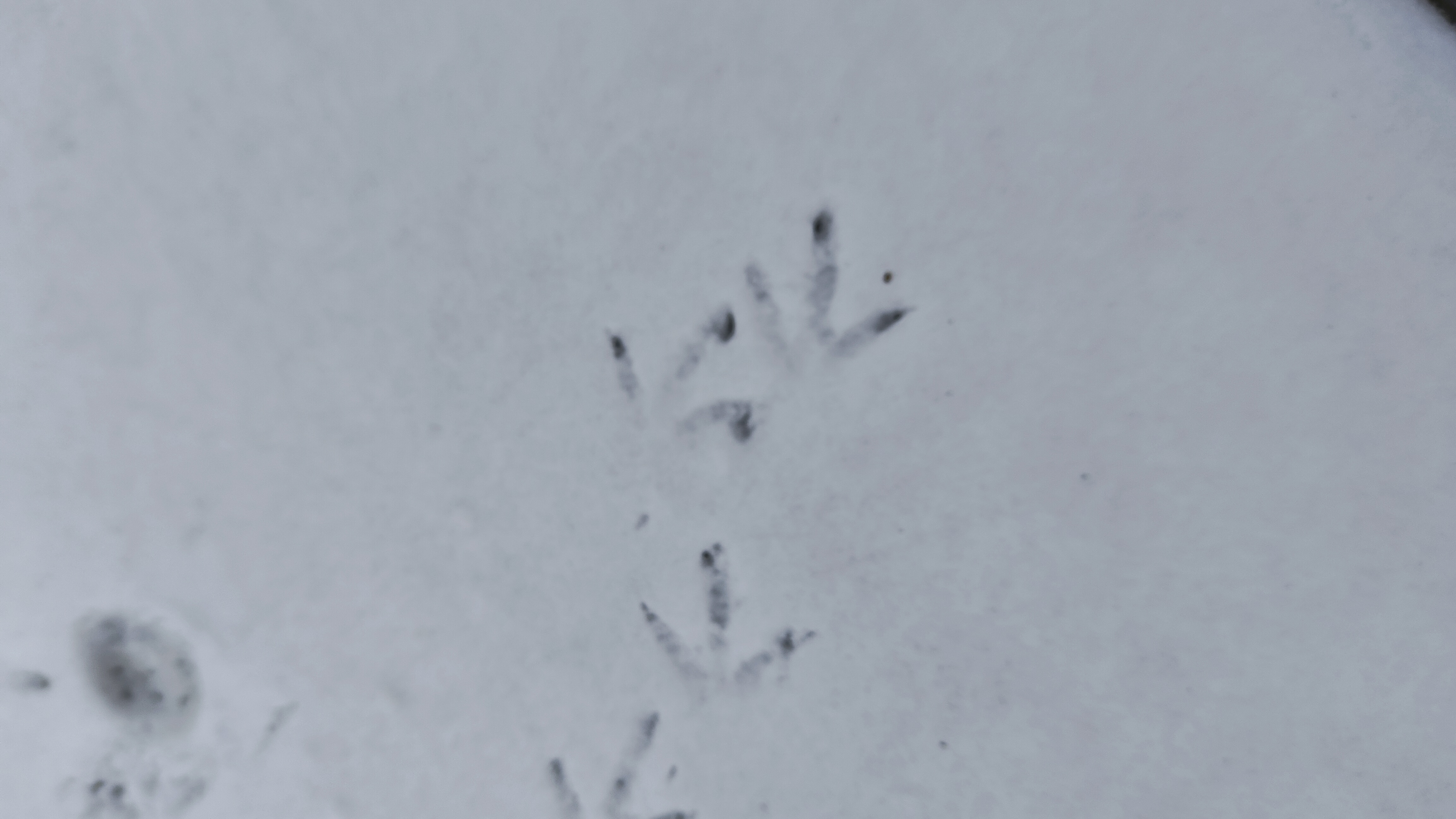 在雪地上发现一串神秘的足迹,它们如同一幅画,讲述着冬天的故事