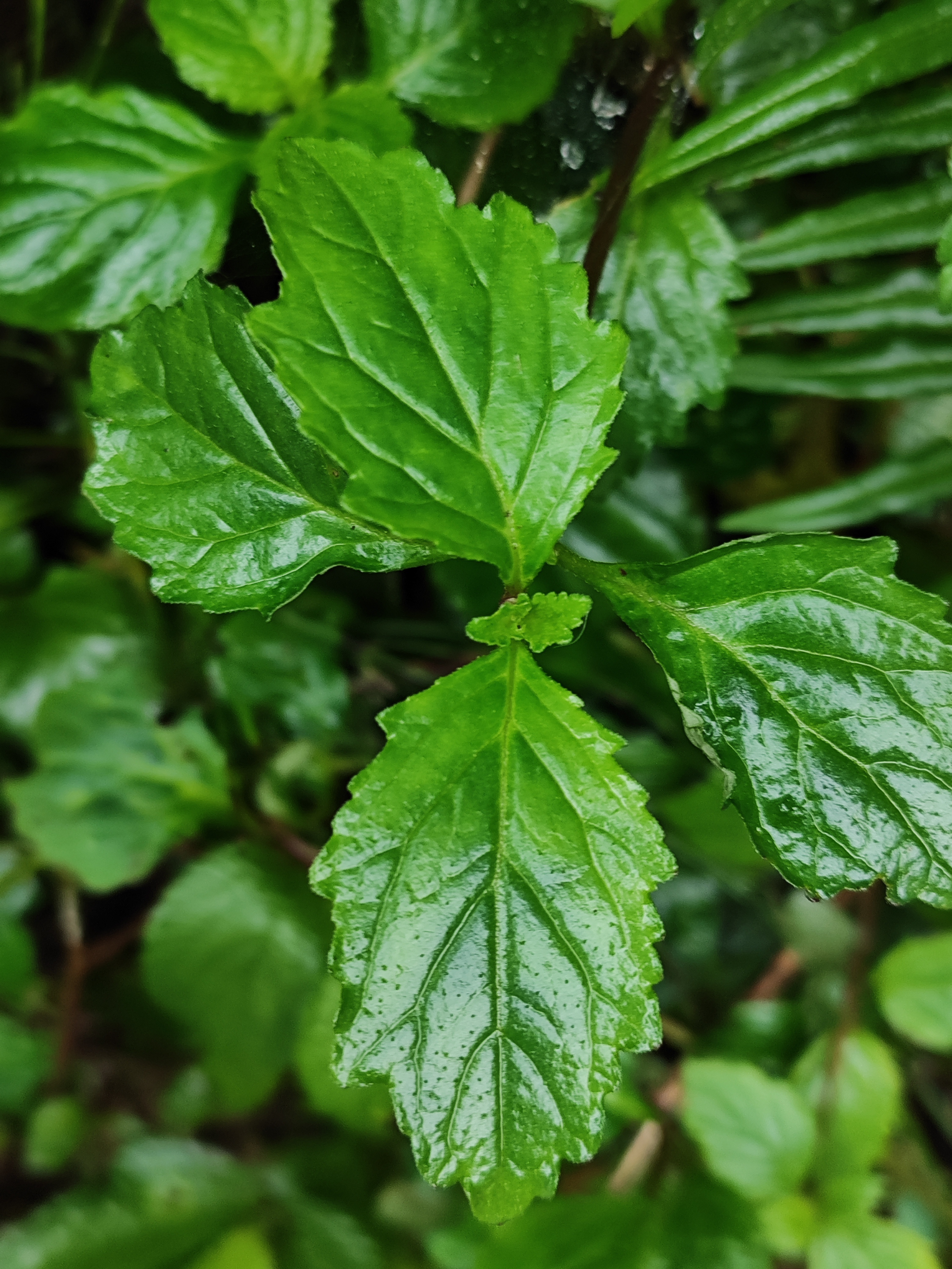 金疮小草图片药用图片