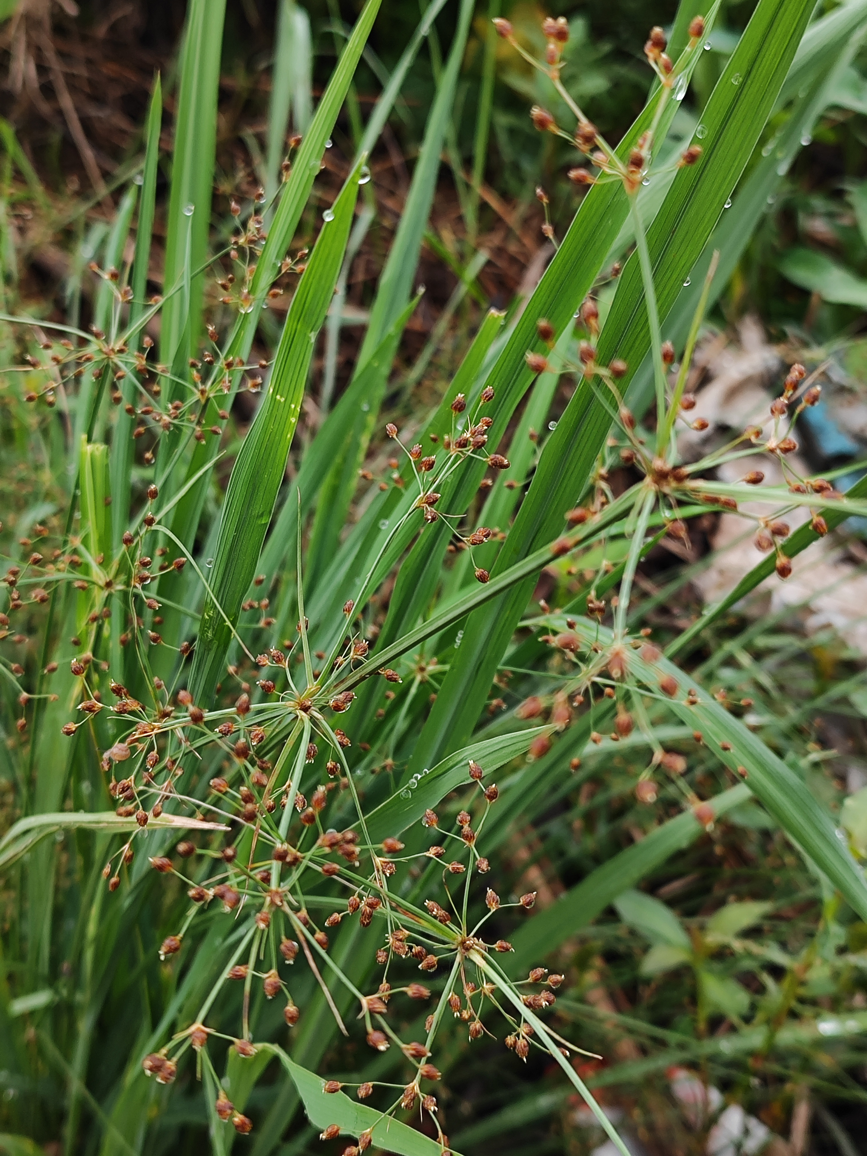 治腹泻的草药大全图片图片