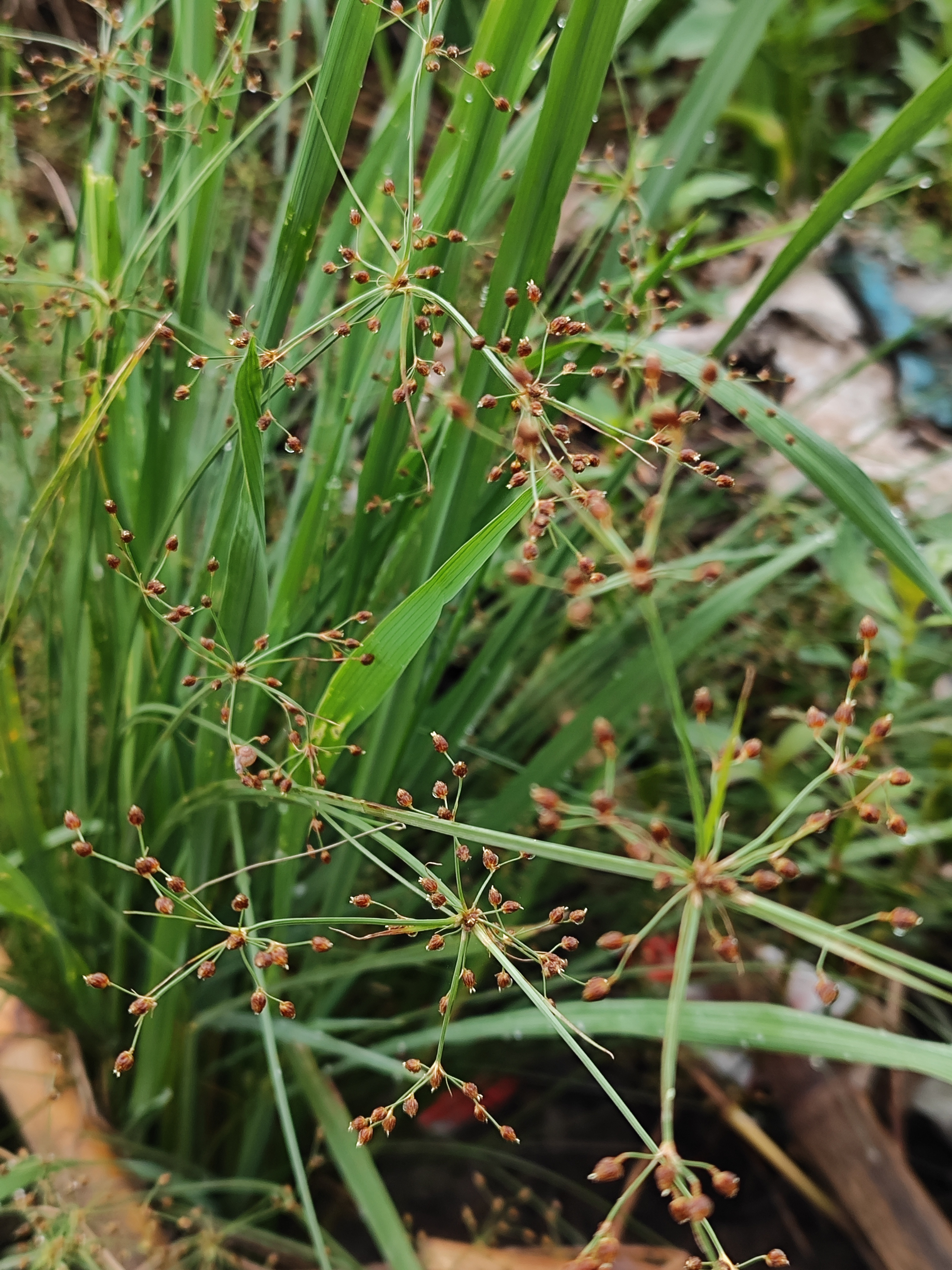 治腹泻的草药大全图片图片