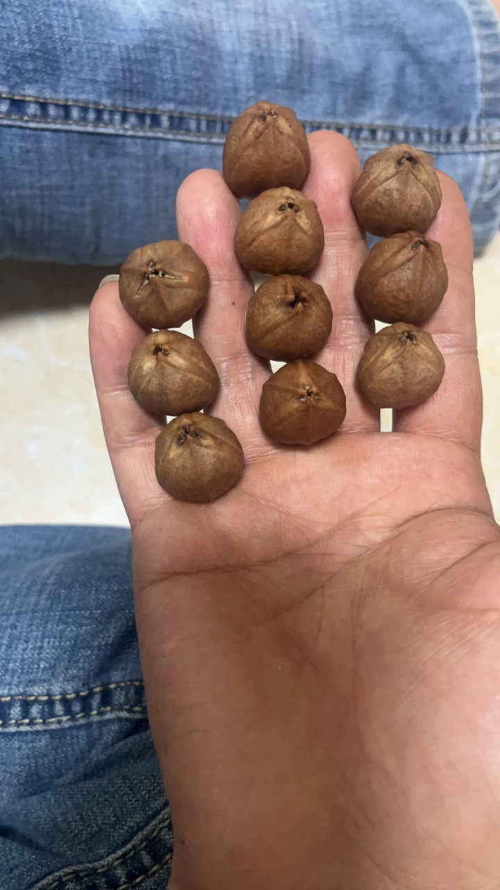 阿扬专业梅林下村铁核原皮素串定制源头!2.0x2.7三四年老料爆红款