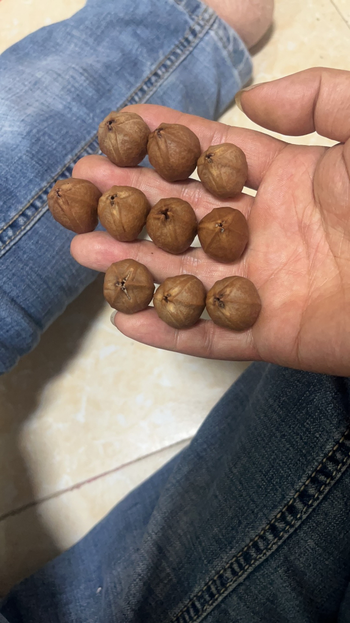 阿扬专业梅林下村铁核原皮素串定制源头!2.0x2.7三四年老料爆红款