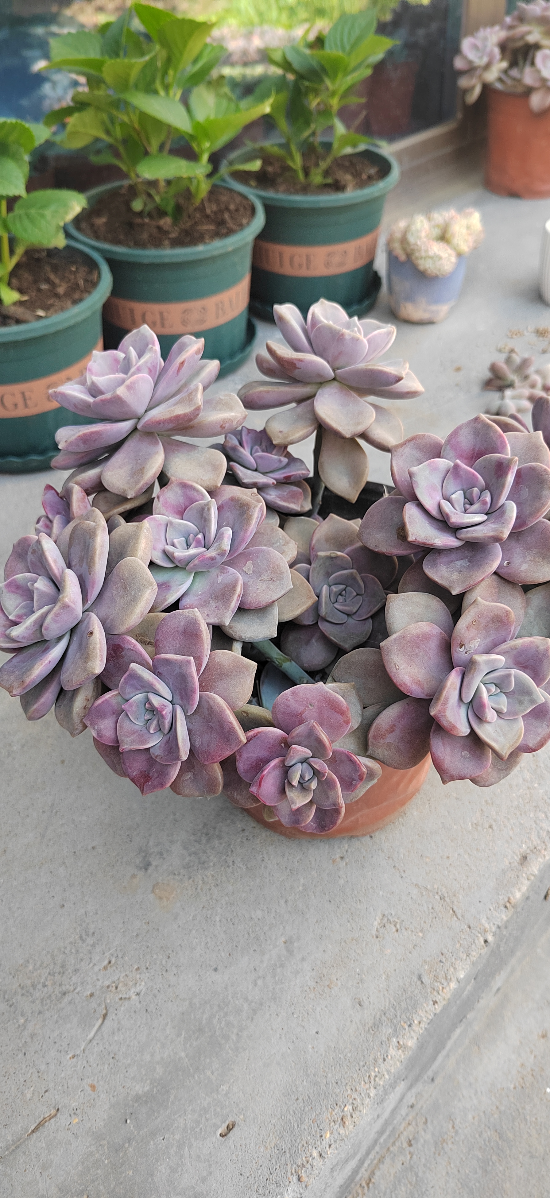 紫乐真是最好养的多肉了,随便养养都很好看