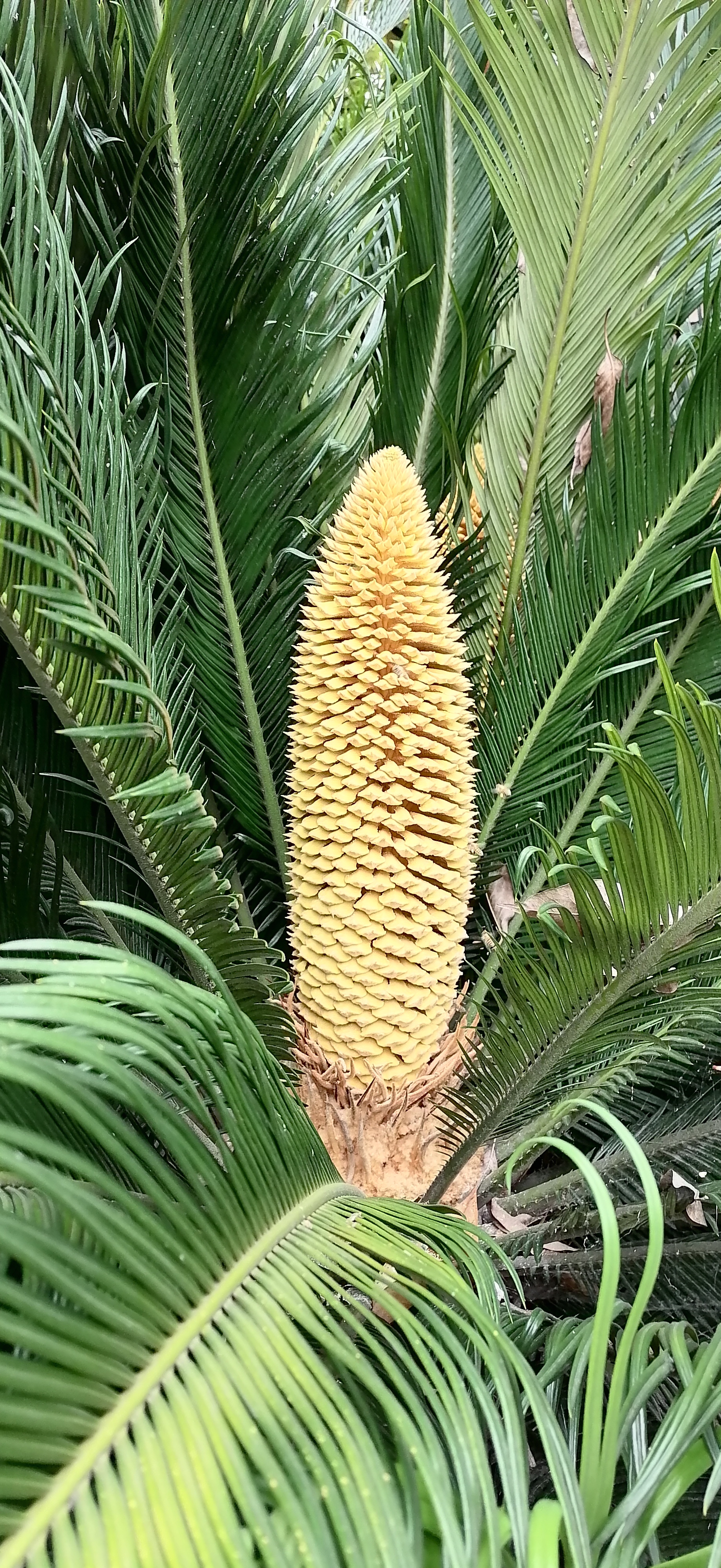 铁树开花的样子图片