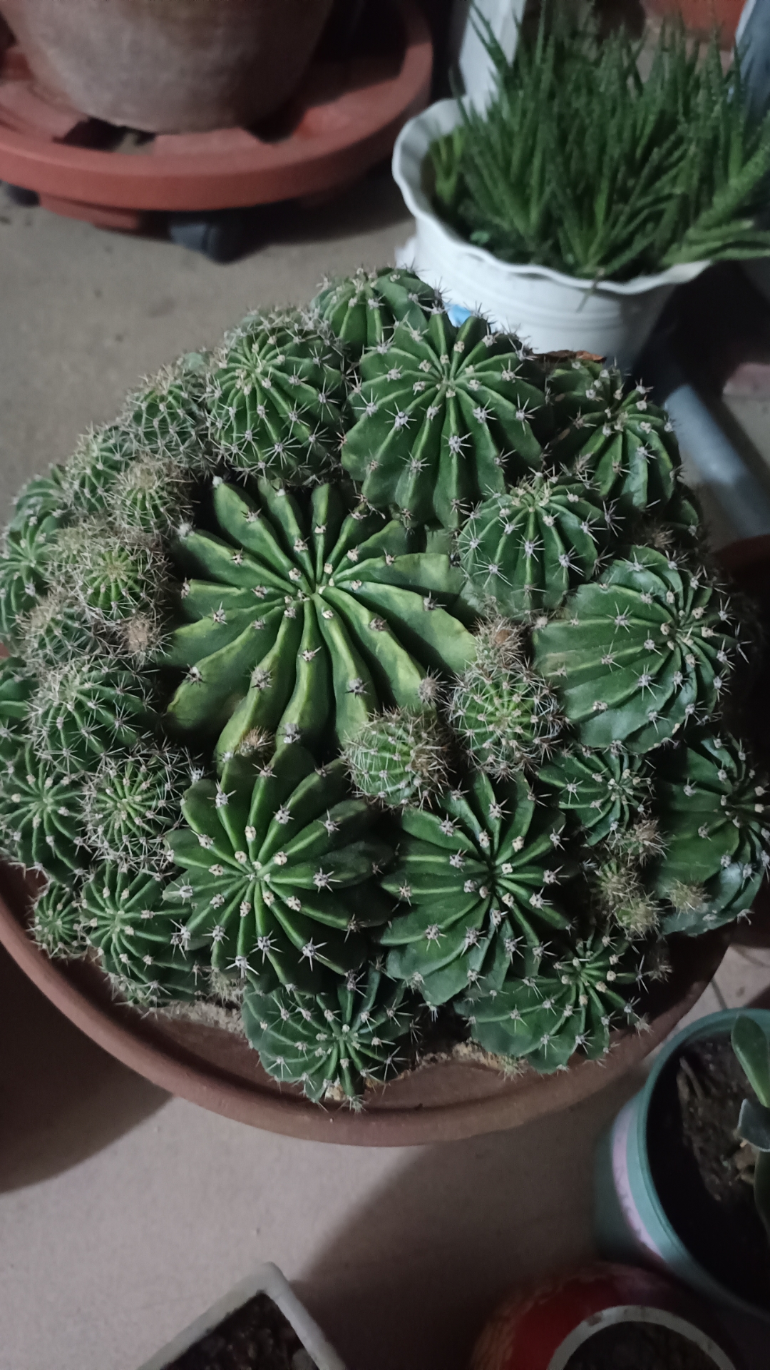 这颗仙人掌圆滚滚的,好像个绿色小胖子!