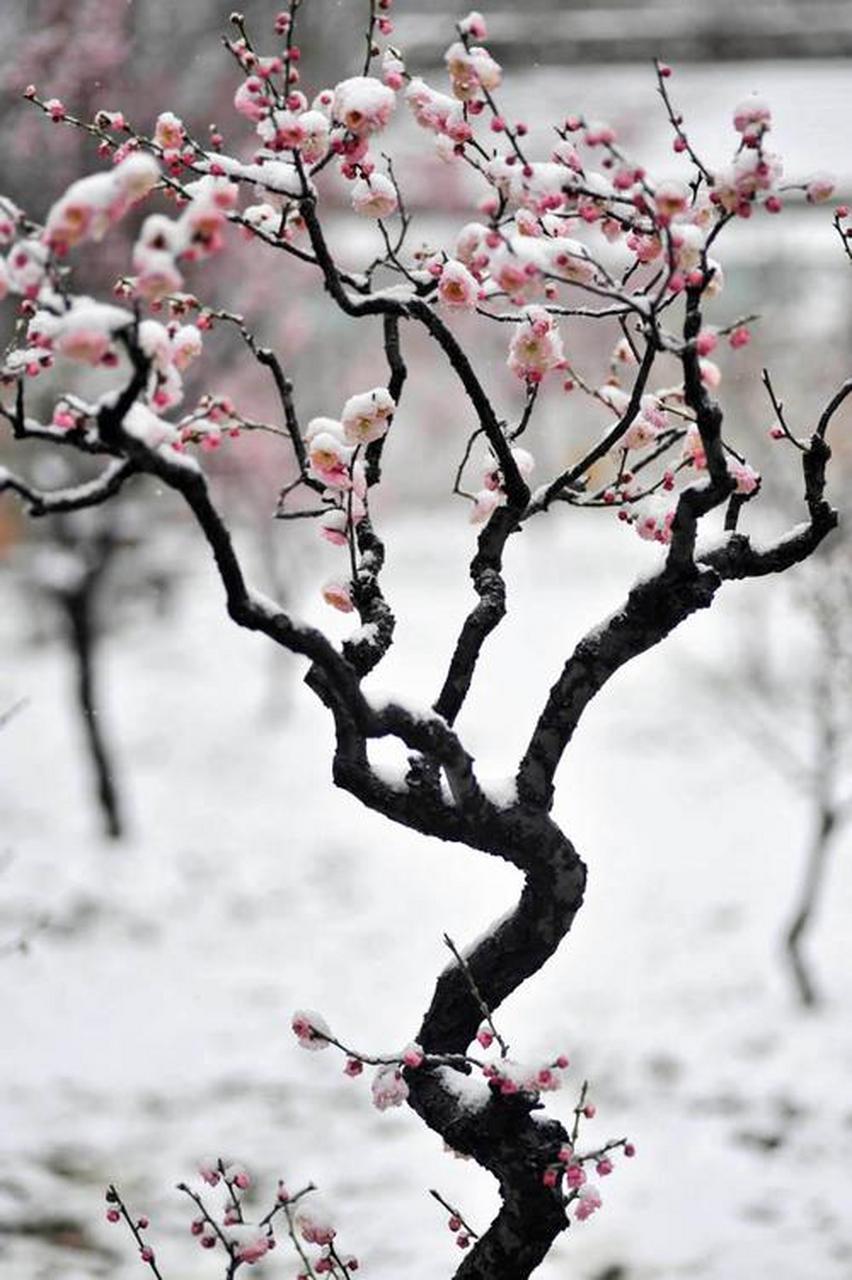 七绝:雨夹雪  (中华新韵) 散花天女夜寒冬, 脚步轻微汗有声.