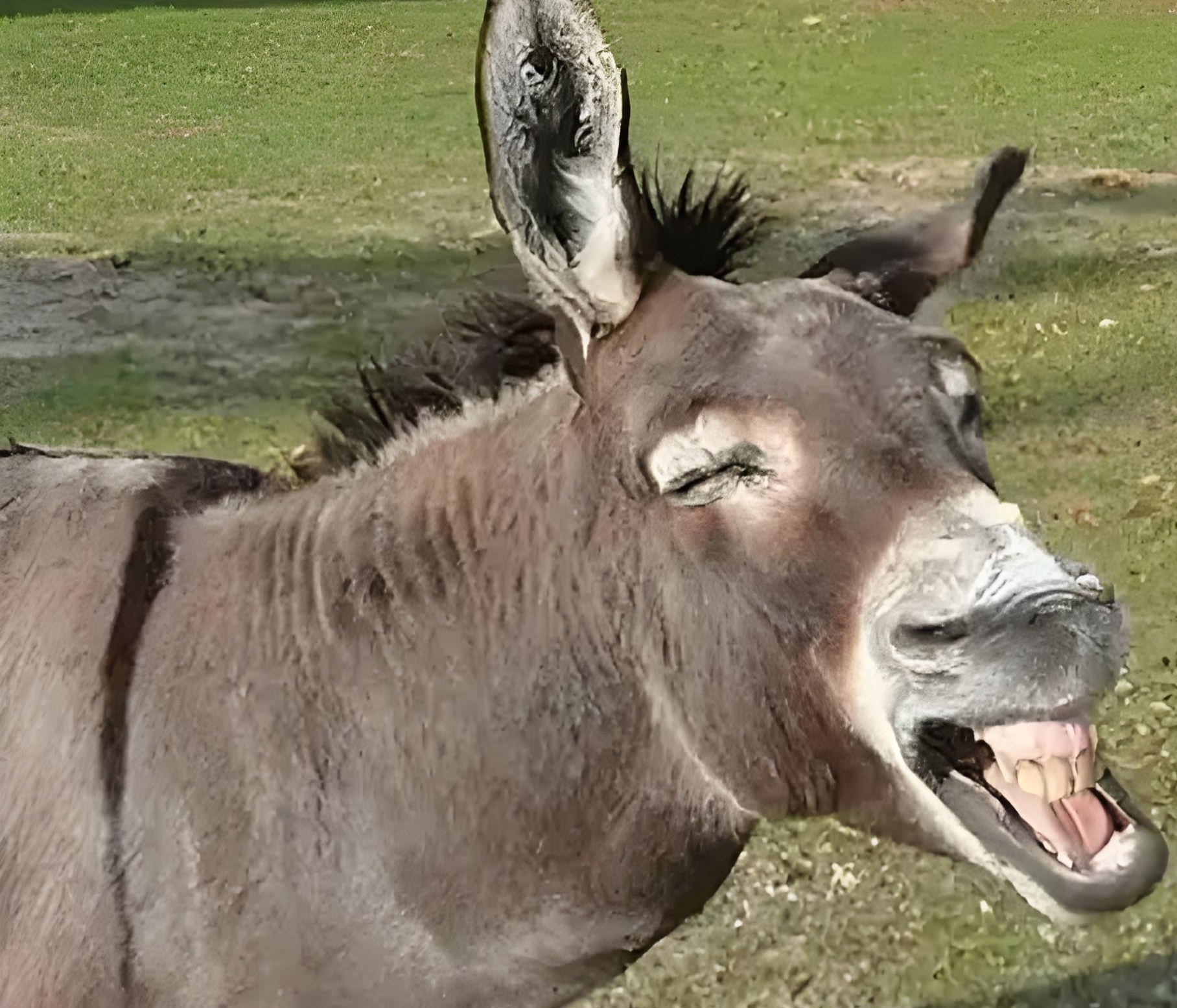 某日,动物聚会上,动物们对人类行为纷纷诉说不满和愤慨: