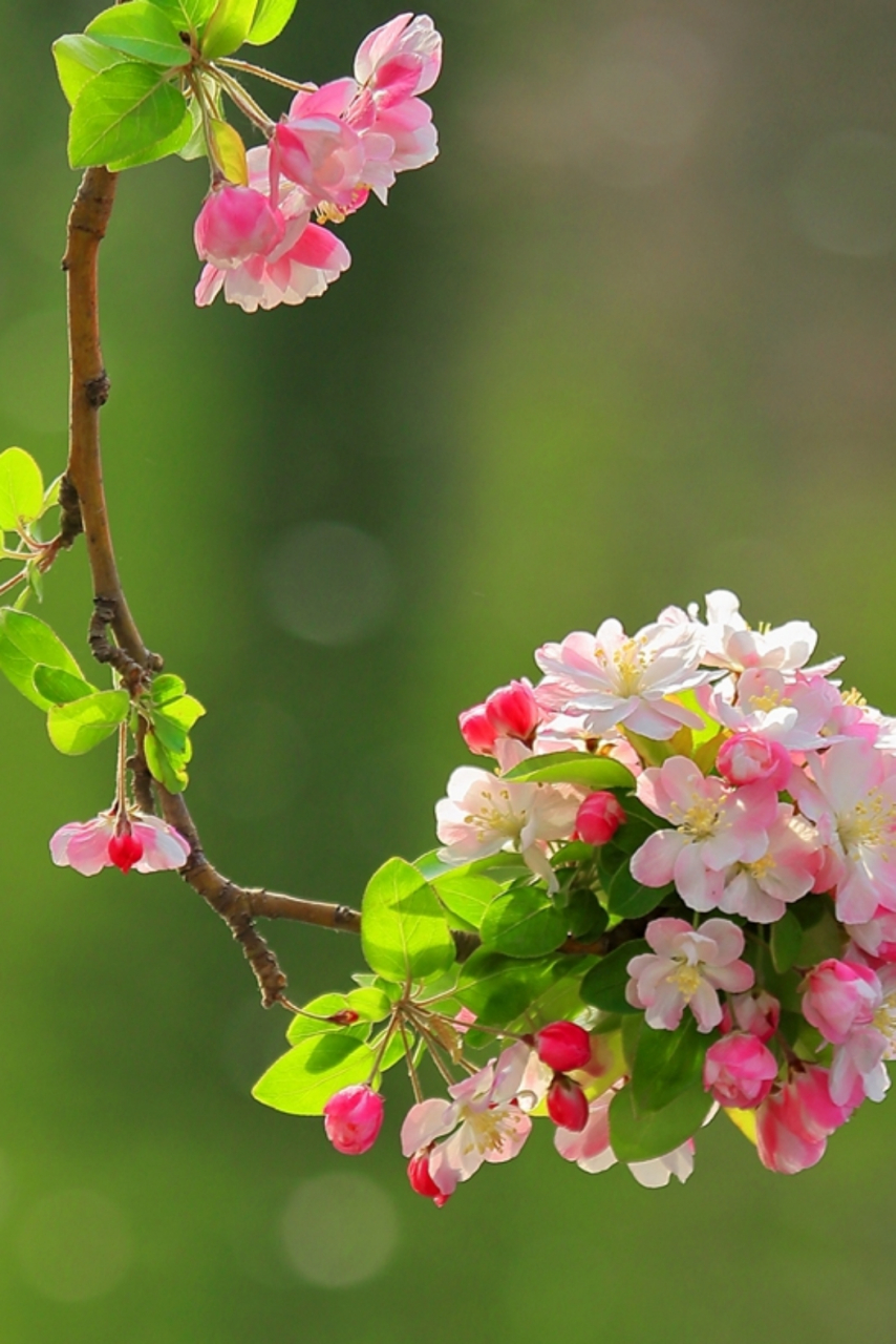 海棠花开花季节图片