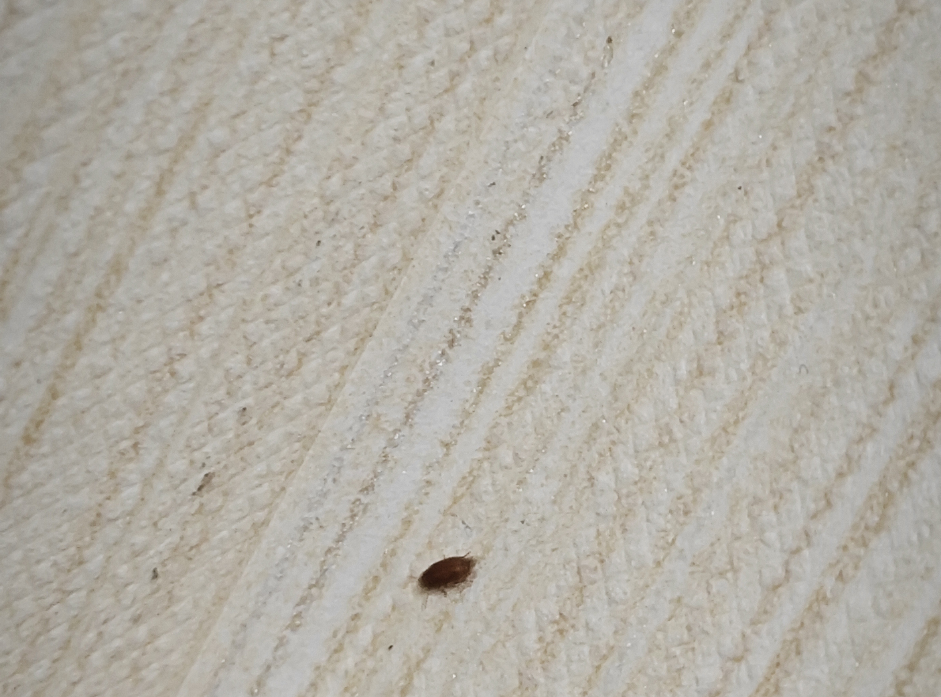 好像会飞 然后是硬壳的 暗红色的 是什么虫子