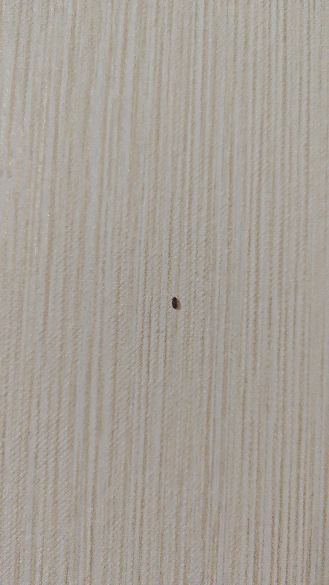 好像会飞 然后是硬壳的 暗红色的 是什么虫子