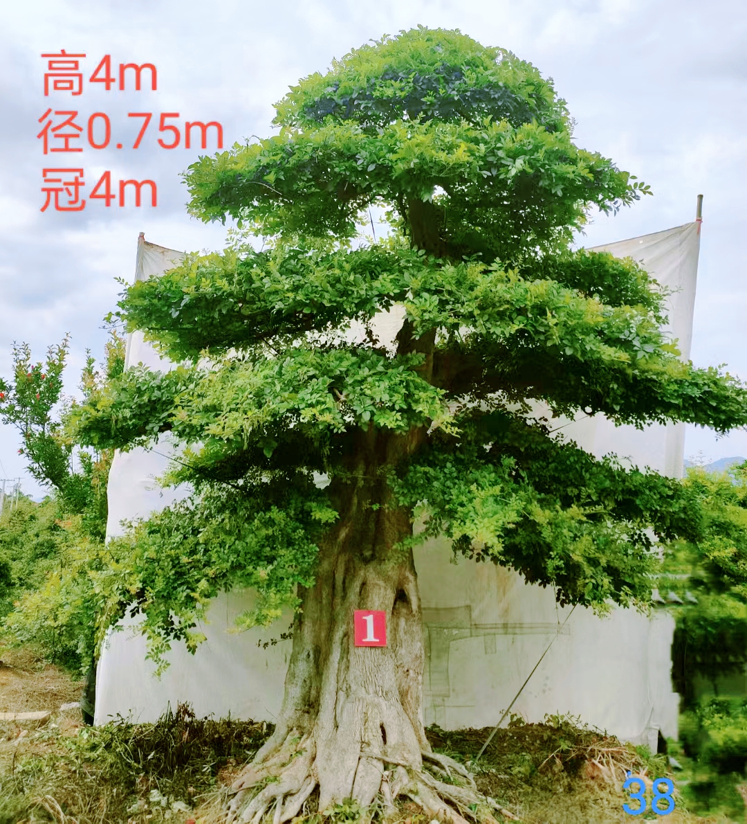 —中国湖北京山孙桥,对节白蜡