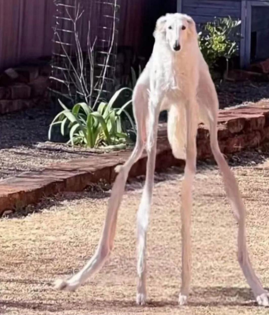 这大长腿怪物,是什么呢?