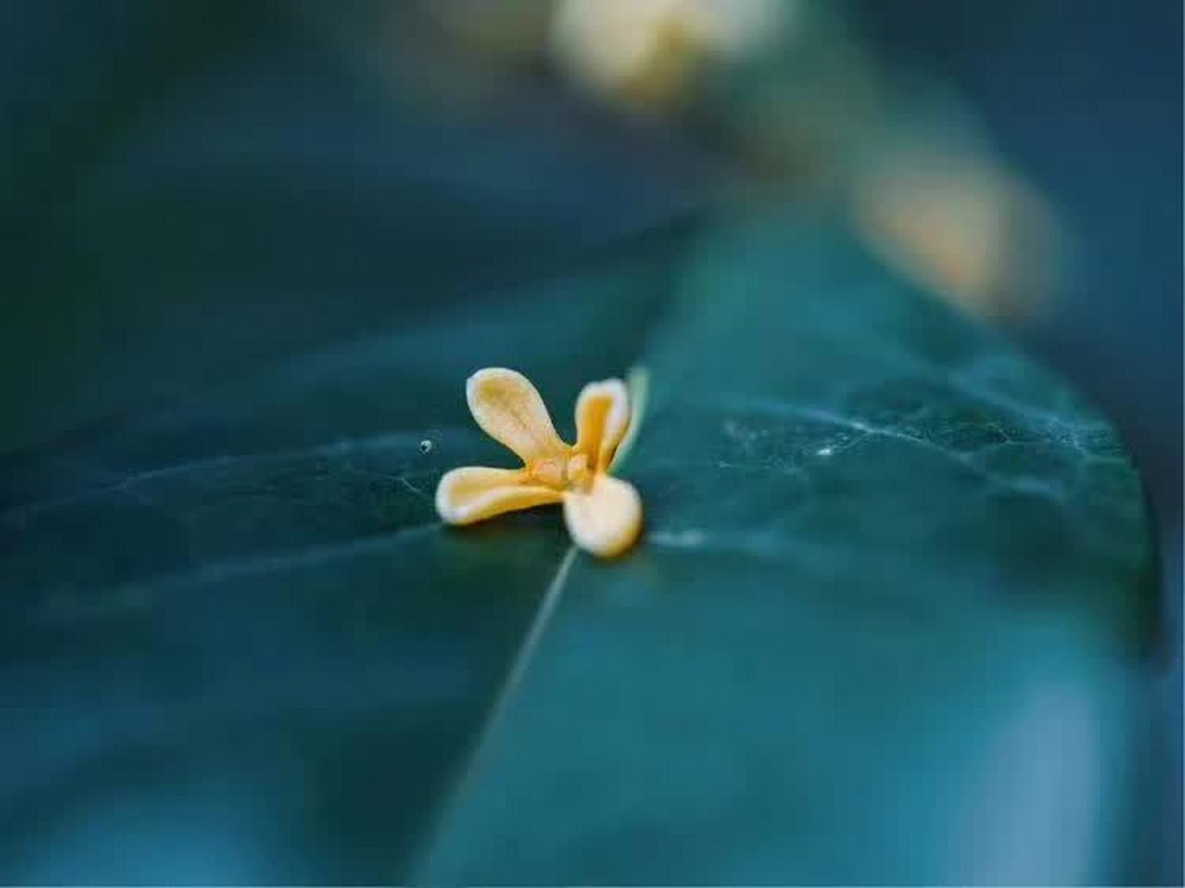 鳥鳴澗 唐·王維 人閒桂花落,夜靜春山空. 月出驚山鳥,時鳴春澗中.