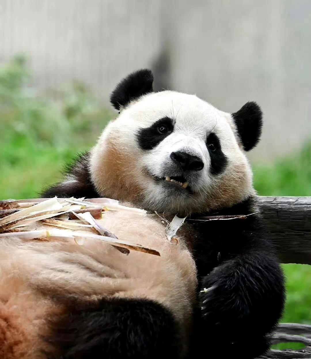 憨憨呆呆的熊猫来啦,今天有什么活动?好不好看呀?