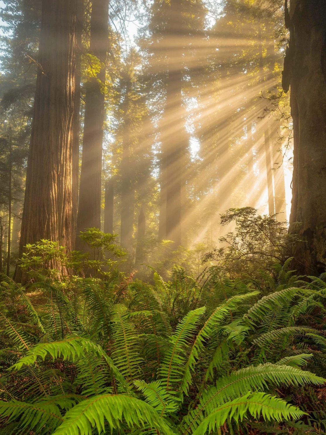 阳光穿透森林,绿意满眸,空气清新.十八岁如晨之曙光,璀璨明亮