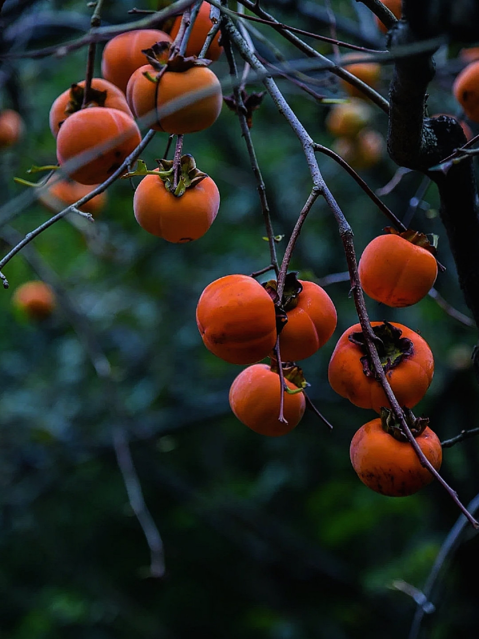 深秋时节,一棵柿子树在微风中轻轻摇曳,仿佛在诉说着秋天的故事.