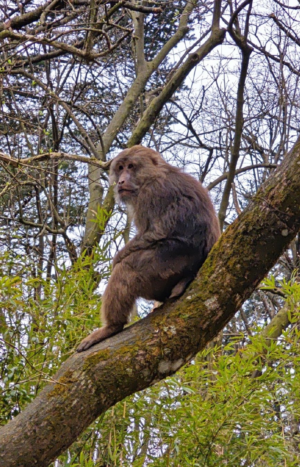 目的地心动指南#四川峨眉山的猴子,时而顽皮捣蛋,时而憨态可掬,为