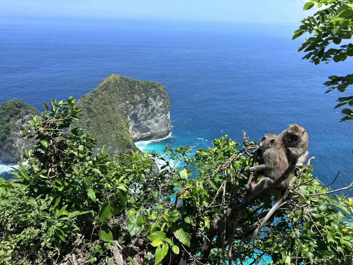 海边猴子奔跑图片