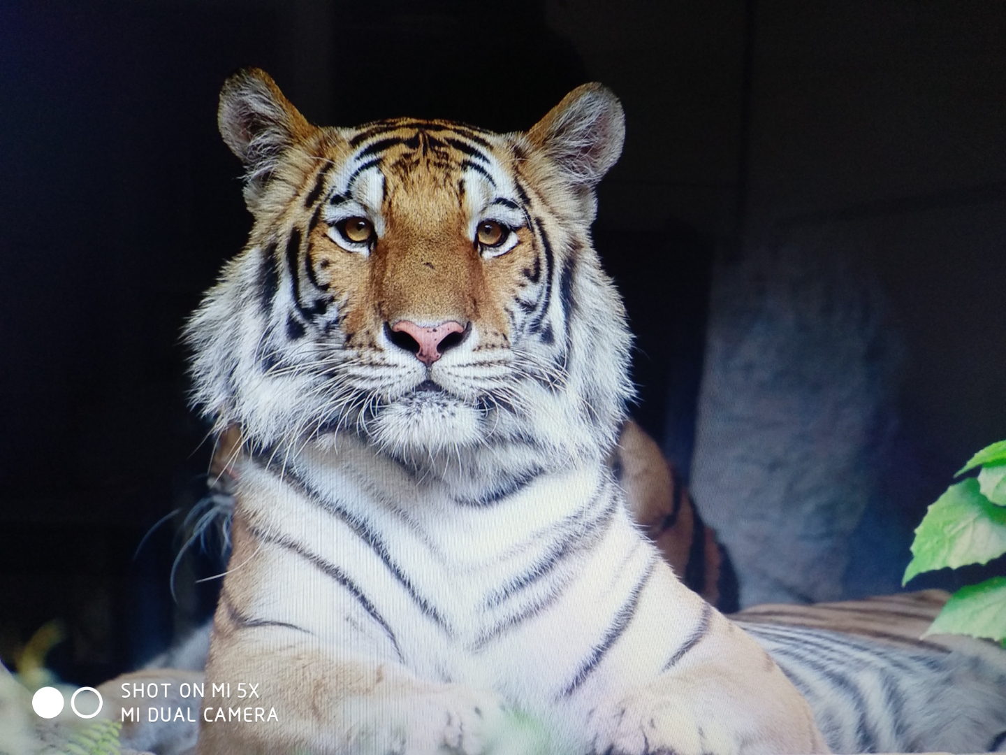 979192 惊艳特写!镜头下的老虎王者风范尽显!