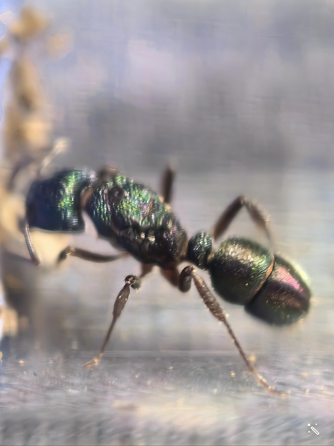 金属皱猛蚁,蚂蚁(版权为kk_ants所有,用图请带水印)