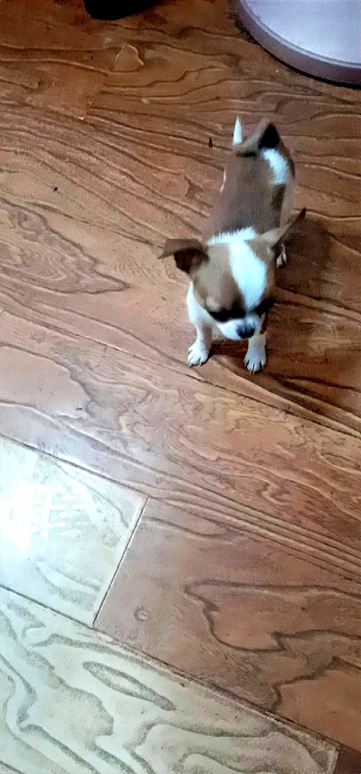 如果有好心人看到我家小小`请告诉我一下`咖啡色加白色的毛`它叫吉