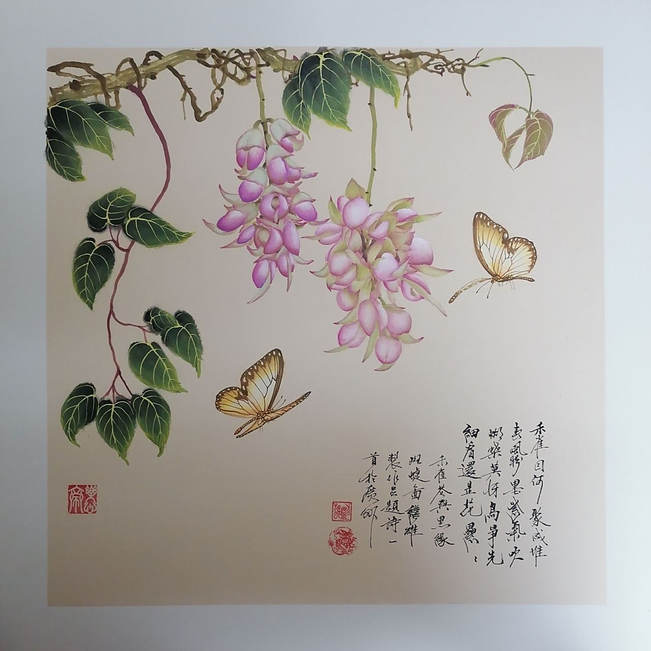 每日一画一诗词:禾雀花与黑缘斑蝶图.