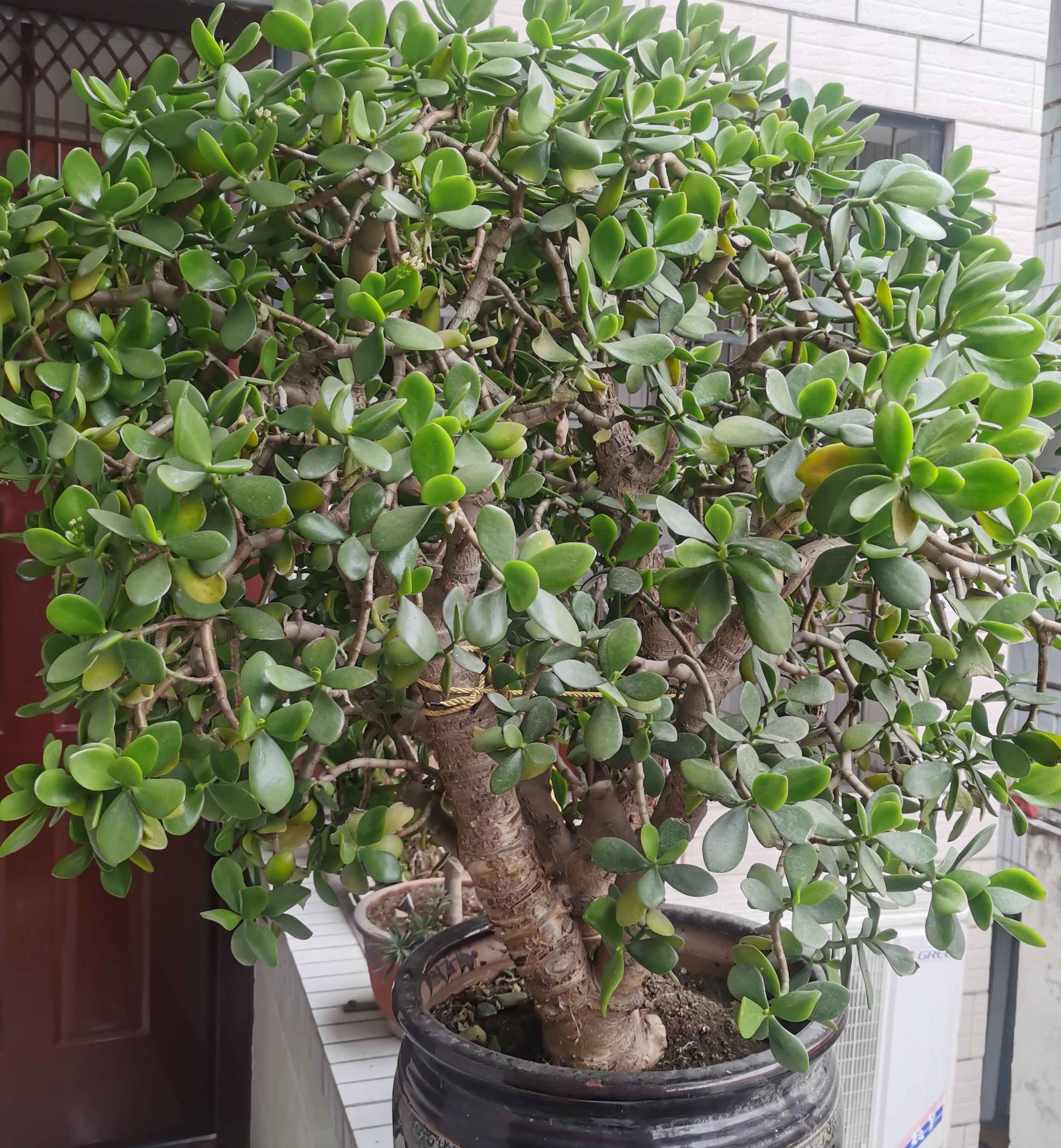 该盆玉树已连续三年开花