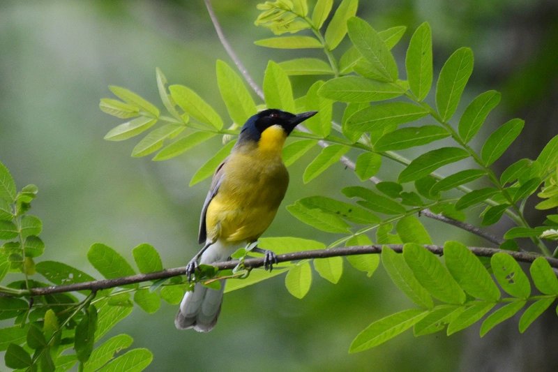 翠绿枝头小黄鸟,静立凝神似在想什么.#热点引擎计划