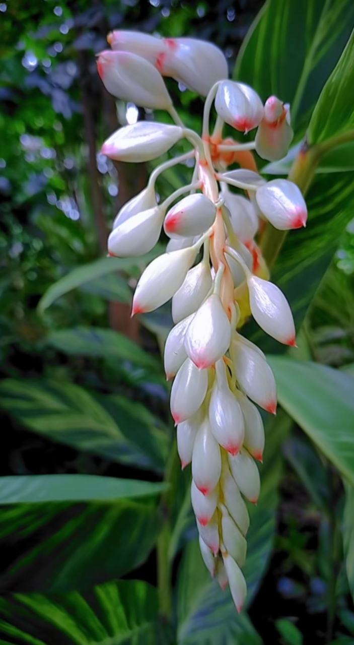 古人把十三四岁的少女叫做"豆蔻年华" 这就是豆蔻花 娉娉袅袅十三余,